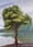 L’arbre émeraude